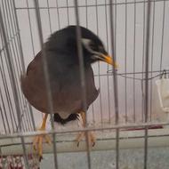 مرغ مینا سخنگو