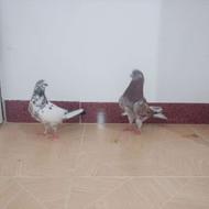 کبوتر پرشی سرور و برنجی