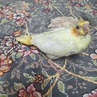 جوجه عروس هلندی گمشده