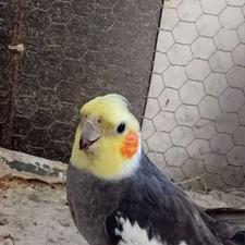 فروش طوطی عروس