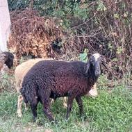 گوسفند نر مخصوص تخمی