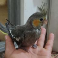 فول دستی ،،،،