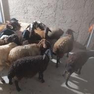 17راس گوسفند