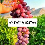 انجام امور باغ وگلخانه