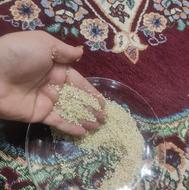 نیم دانه هاشمی