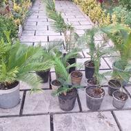 فروشتعدادیگلسیکاسسالموسرحال