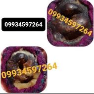 مهره مار خرمهره فرج