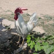 خروس جوان سالم