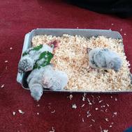 طوطی گرینچیک برای دستی و سخنگوی