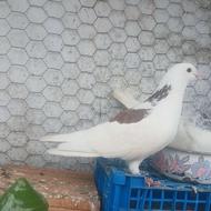 کبوتر گمشده