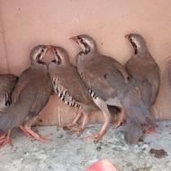 کپک 4 ماهه گوشتی و تخمی