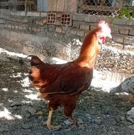 خروس پاپر جوان