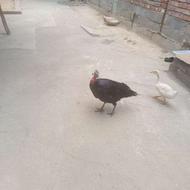 بوقلمون کرچ به همراه دوتا جوجه