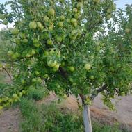 45 هزار متر باغ شاهرود روستای توریستی ابر