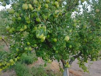 45 هزار متر باغ شاهرود روستای توریستی ابر