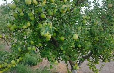 45 هزار متر باغ شاهرود روستای توریستی ابر