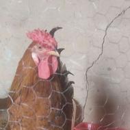 فروش مرغ و خروس