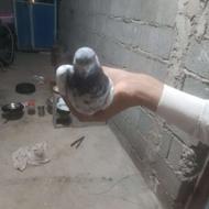 کفتر کلی وپتی واه عالی بدونه یک مریضی