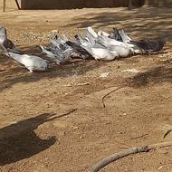 20. عدد کفتر عالی
