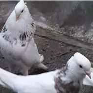 کبوتر طوقی نر الماسی اصیل کرمانشاهی پاک پاک بدون غلط