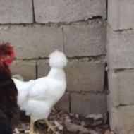 مرغ خروس نژاد دار روسی کمیاب