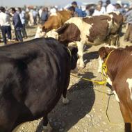 گاو اصیل عالی ضمانتی