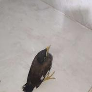 مرغ مینا نر مفت