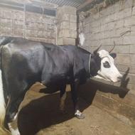 گاو دورگ صحرایی به همراه گوساله نر