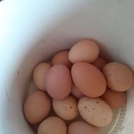 تخم امپراطور یابرهما هفته ای