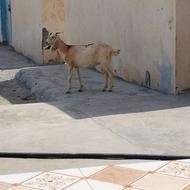سلام بز دورگ داشتی چاق بز خیلی خوبه