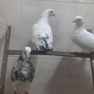 سه عدد کبوتر