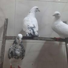 سه عدد کبوتر