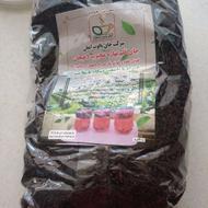 چای محبوب لاهیجان