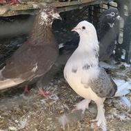 کبوتر نر سه عدد