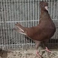 سرخ کرمونی ماده