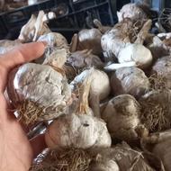 سیر درشت و متوسط