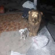 سگ پاکوتاه بسیار زیبا بازیگوش حرف گوش کن باتربیت واگذار