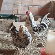 جوجه گلین پنگوئنی خال سوزنی وطوسی