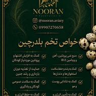 مجموعه نوران؛ پرورش و عرضه محصولات تازه، پرورشی و زینتی
