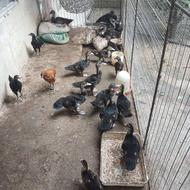 معاوضه دارم با طوطی عروس رام کسی خاست در خدمتم