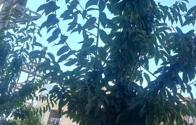 امتیاز 4فرزندی تید شده 402