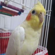 عروس هلندی گمشده