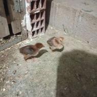 جوجه لاری 20روزه