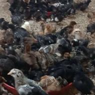 جوجه گلپایگانی و بلک استار