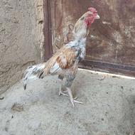 خروس نسل دار