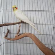 عروس هلندی
