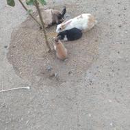 چهارتا خرگوش