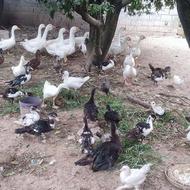 فروش مرغ و خروس و غاز و اردک