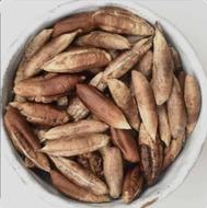هسته خرما جنوب