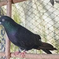 کبوتر پرشی وجوجه کشی عالی